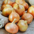 Burrell's Yellow Valencia Onion Seeds - 250mg, Heirloom Long-Day Allium cepa