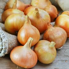 Burrell's Yellow Valencia Onion Seeds - 250mg, Heirloom Long-Day Allium cepa