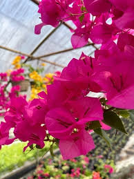 Bougainvillea Fuchsia Pink - 7 Unrooted Cutting 6" Live Climbing Vine
