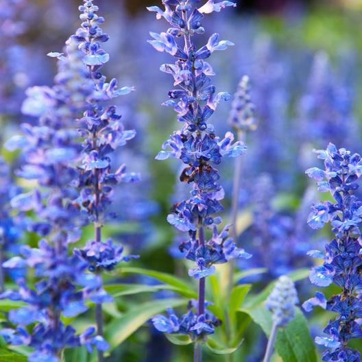 Hyssop Officinalis Seeds - 200 Non-GMO Perennial Hyssopus officinalis