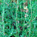 Thyme (Thymus vulgaris) Seeds - 1100 Seeds for Cooking, Flavor, and Pollinator Gardens