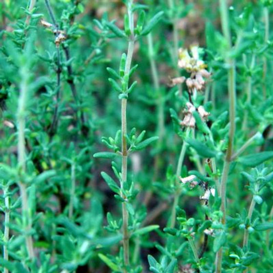 Thyme (Thymus vulgaris) Seeds - 1100 Seeds for Cooking, Flavor, and Pollinator Gardens