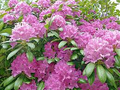 Cali Pink Azalea Seeds (Rhododendron macrophyllum) - 50 Seed Pack