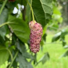 Tehama Mulberry Scion Cuttings (3) – 8" Unwashed, White Non-Staining Large Sweet Mulberry