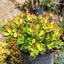 Crassula Ovata Jade Plant Cuttings (2) – 3–5" Easy-to-Grow Succulent
