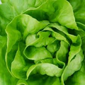 1000 White Boston Buttercrunch Lettuce Seeds – Lactuca sativa, Heirloom