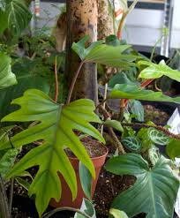 Philodendron Mayoi - Well-Rooted Live Plant in 4" Pot | Aroid Indoor Houseplant