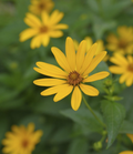 250 mg Early Sunflower Seeds (Helianthus annuus) - Vibrant Bloom, Pollinator Friendly