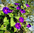 Ipomoea Purpurea Mix Morning Glory Seeds - Tall Morning Glory, 8-10 ft Vine, Blue Purple Pink Flowers