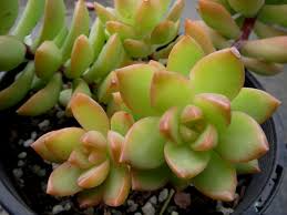 Sedum Adolphi Golden Glow - 3 Live Cuttings, Yellow-Green Rosettes, Orange-Red Highlights