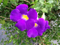 Thunbergia erecta King's Mantle Cuttings (7) – Purple Flowering Climbing Shrubs, Unrooted 6"