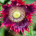 Drama Queen Poppy – 1000 Seeds, Breadseed Papaver somniferum, Red & Purple Frilled Edges