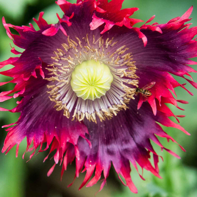 Drama Queen Poppy – 1000 Seeds, Breadseed Papaver somniferum, Red & Purple Frilled Edges