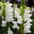 Antirrhinum majus Rocket White Snapdragon Seeds – 1000+ Pure White Seeds for Garden & Cut Flowers