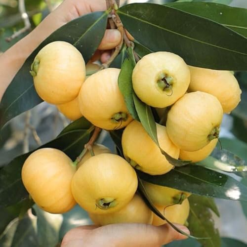 Golden Rose Apple (Syzygium jambos) Live Rooted Plant – 4”+ Tall Starter Tree