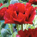 Poppy Red Oriental Perennial Seeds (Papaver orientale) - 1000 Seeds