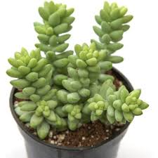 Burro's Tail Succulent (Sedum morganianum) - Live Rooted Plant, 4'' Pot