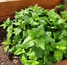 New Zealand Spinach Seeds (Tetragonia tetragonioides) - 1 Gram Heirloom Seeds