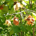2 Bare Root American Hazelnut Trees (Corylus americana) - 6-12" Tall, Ready to Plant