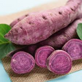 All Purple Sweet Potato (Ipomoea batatas) - Organic, 5 lb Starter Tubers, Japanese Variety