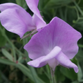 Nice Sweet Pea Seeds - Bi-Color Pink & Lavender, Fragrant Climbing Vines for Trellis (50+ Seeds) - USA