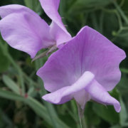 Nice Sweet Pea Seeds - Bi-Color Pink & Lavender, Fragrant Climbing Vines for Trellis (50+ Seeds) - USA