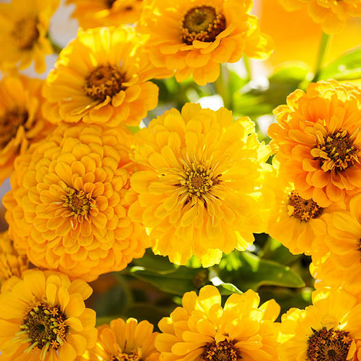 Zinnia Lemon Meringue Mix - 200 Non-GMO Seeds, Bright Yellow, Annual, Attracts Pollinators