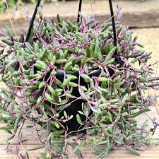 Othonna Capensis Ruby Necklace Cuttings - 4-6" Trailing Succulent (4 Pack)