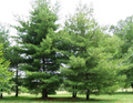 Pine Tree Seedlings - 10 Bare Root, 3-6" Tall, Fast-Growing for Landscaping