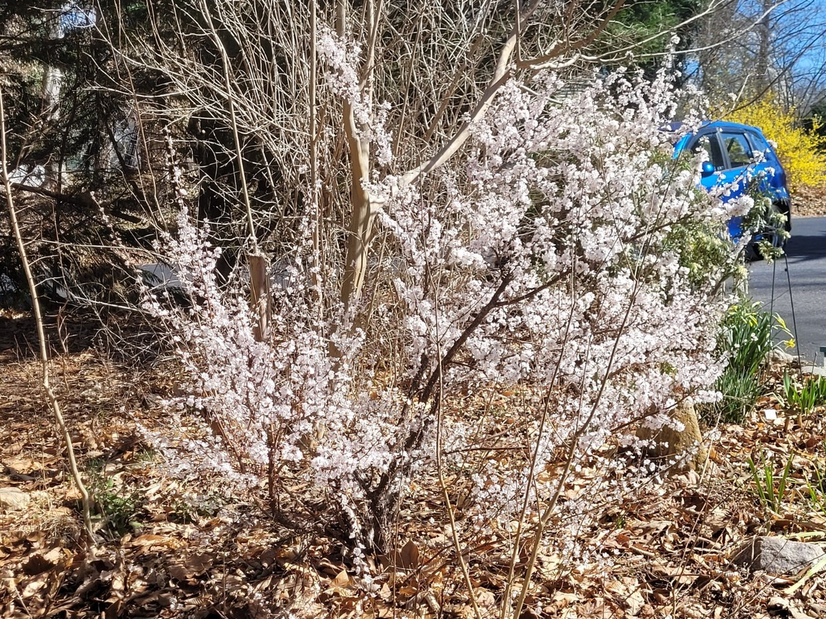 Dwarf Nanking Cherry Prunus tomentosa - 10 Unrooted Semi-Hardwood Cuttings (6-7")