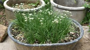 Garlic Chive Leek Plants (Allium tuberosum) - 70 Bare Root Perennial Herbs