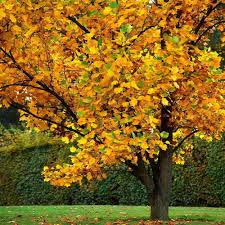 Tulip Poplar Tree Seedling (Liriodendron tulipifera) - Starter Plant