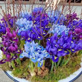 Iris Reticulata Mix Bulbs - Purple & Blue Dwarf Iris, 4-6" Tall, Early Spring Blooms, Zones 4-9