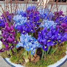 Iris Reticulata Mix Bulbs - Purple & Blue Dwarf Iris, 4-6" Tall, Early Spring Blooms, Zones 4-9