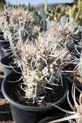 Tephrocactus Weberii Rooted Cuttings - White Thorns, 7 Pack