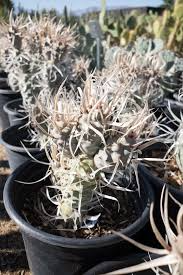Tephrocactus Weberii Rooted Cuttings - White Thorns, 7 Pack