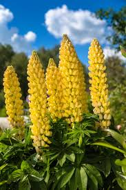 Lupine Yellow Annual Seeds (Lupinus) - 50 Seeds, Drought-Tolerant, Attracts Hummingbirds & Bees