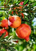 Punica Granatum Pomegranate - 7 Live 6" Cuttings (Unrooted) — Drought-Tolerant, Fast-Growing