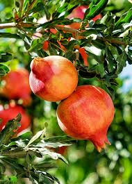 Punica Granatum Pomegranate - 7 Live 6" Cuttings (Unrooted) — Drought-Tolerant, Fast-Growing