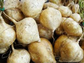 True Jicama Seeds – 5 Seeds for Planting, Heat-Tolerant, Long Growing Season