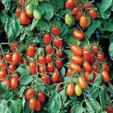 Juliet F1 Hybrid Tomato Seeds - 10 High-Yield Grape Tomatoes (Solanum lycopersicum)