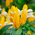 Yellow Shrimp Plant Starter Plug (Justicia brandegeana, Pachystachys lutea) - 5" Live Plant