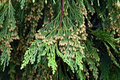 Incense Cedar Tree Seedlings (Calocedrus decurrens) - 5 Bare Root Live Plants for Privacy Screen