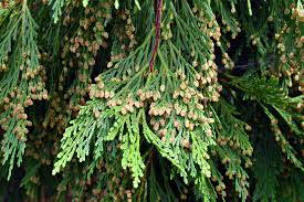 Incense Cedar Tree Seedlings (Calocedrus decurrens) - 5 Bare Root Live Plants for Privacy Screen