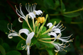 50 European Fly Honeysuckle Vine Seeds - Lonicera xylosteum, Native Perennial White Honeysuckle
