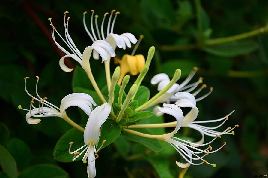 50 European Fly Honeysuckle Vine Seeds - Lonicera xylosteum, Native Perennial White Honeysuckle