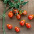 Tomato Floradel Seeds - Heirloom, Non-GMO Solanum lycopersicum, Indeterminate, Large Round Fruits
