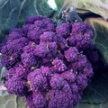 Purple Sprouting Broccoli Seeds - Heirloom, Non-GMO, Cold-Hardy (1500 Seeds)