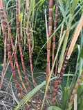 Sugar Cane Plant - 1 Rooted Green/Yellow Saccharum officinarum Starter Plant, Potted