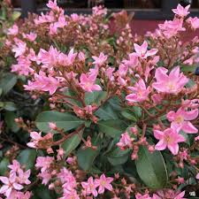 Indian Hawthorne Pink Dancer Cuttings - 7 Live 6" Evergreen flowering Shrubs, USDA Zones 7-11
